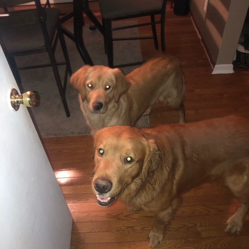 Meet your Posher, Taylor